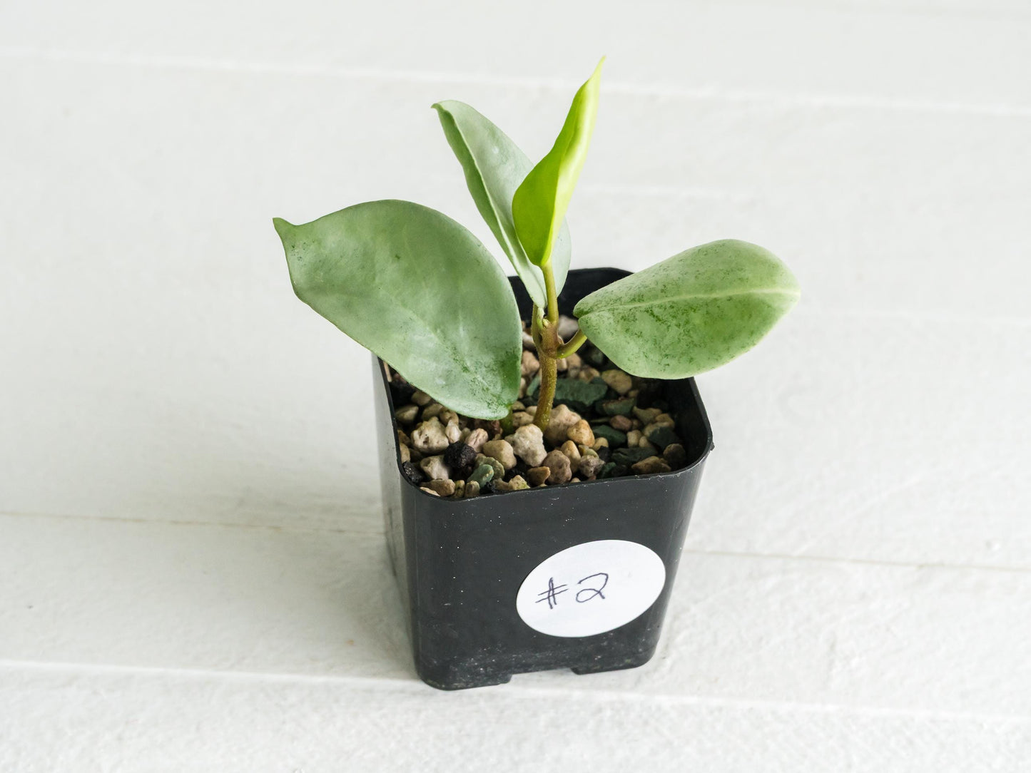 Hoya carnosa 'Nova Ghost' | 2-Inch