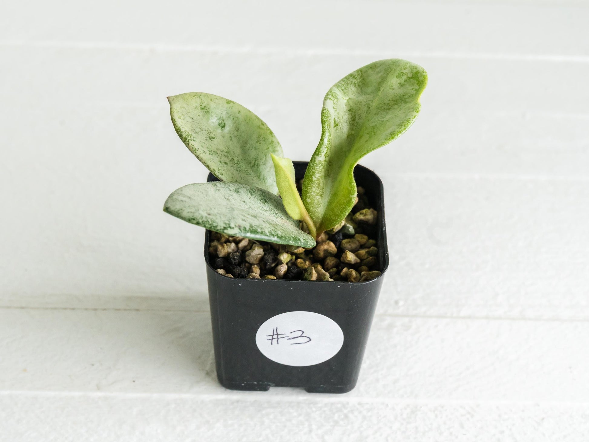 Hoya carnosa 'Nova Ghost' | 2-Inch