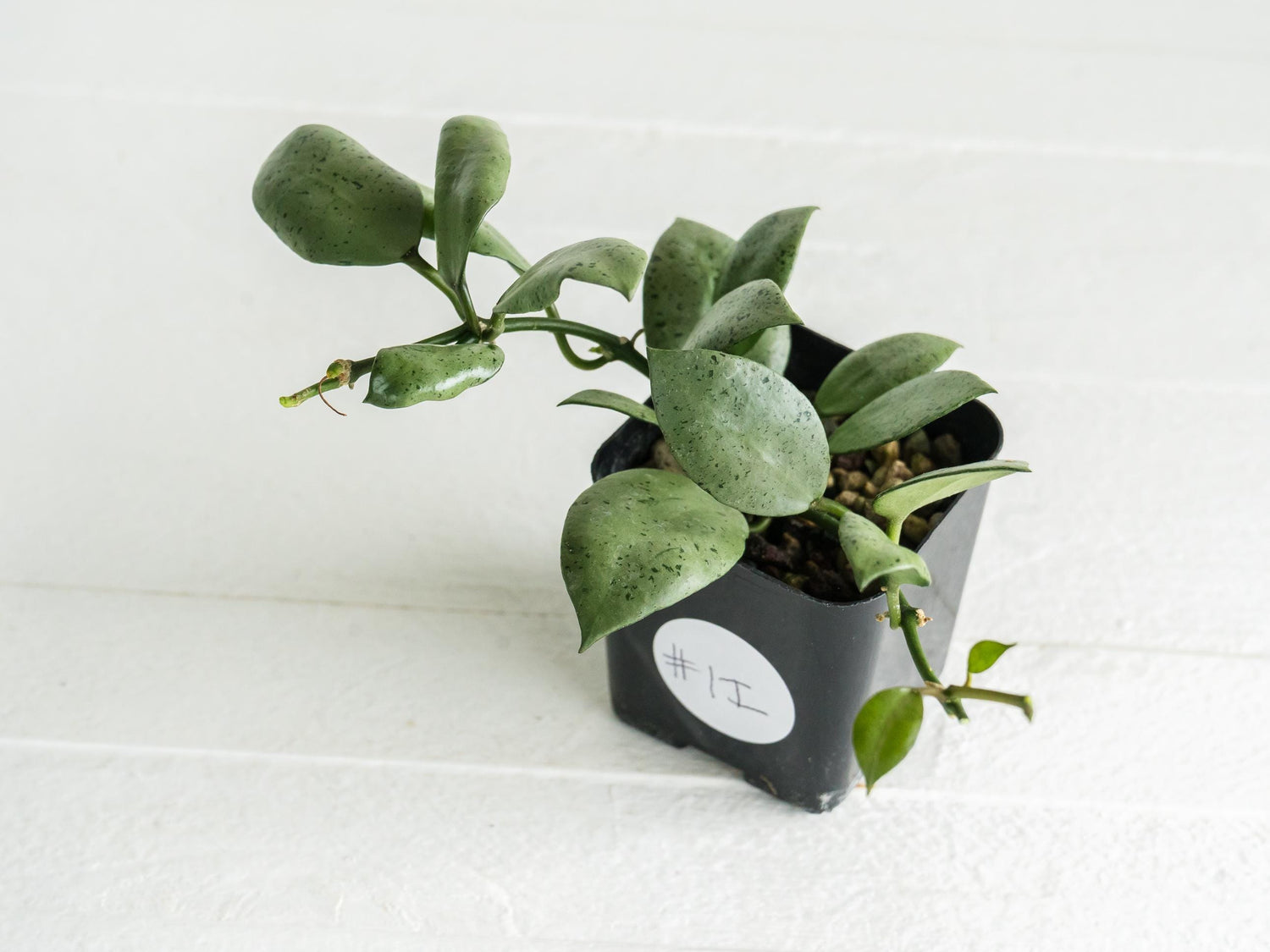 Hoya lacunosa 'Silver Mint Coin' | 2-Inch