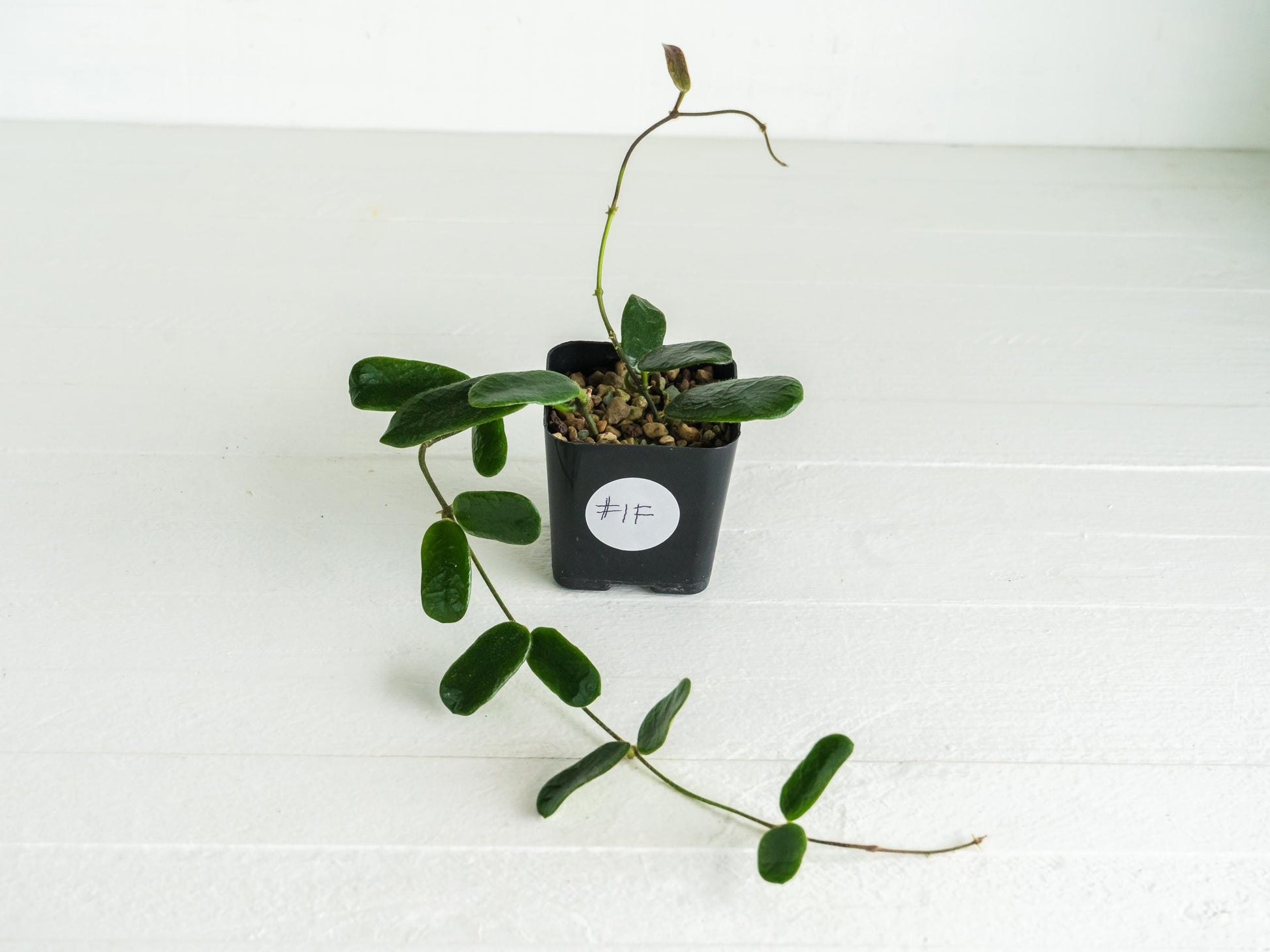 Hoya rotundiflora | 2-Inch