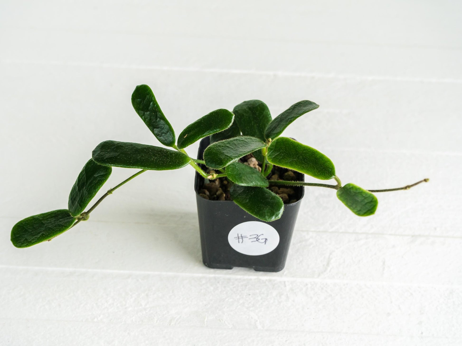 Hoya rotundiflora | 2-Inch