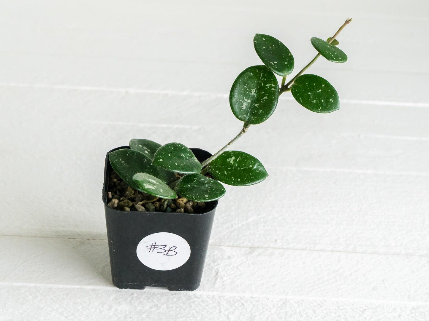 Hoya 'Mathilde' | 2-Inch