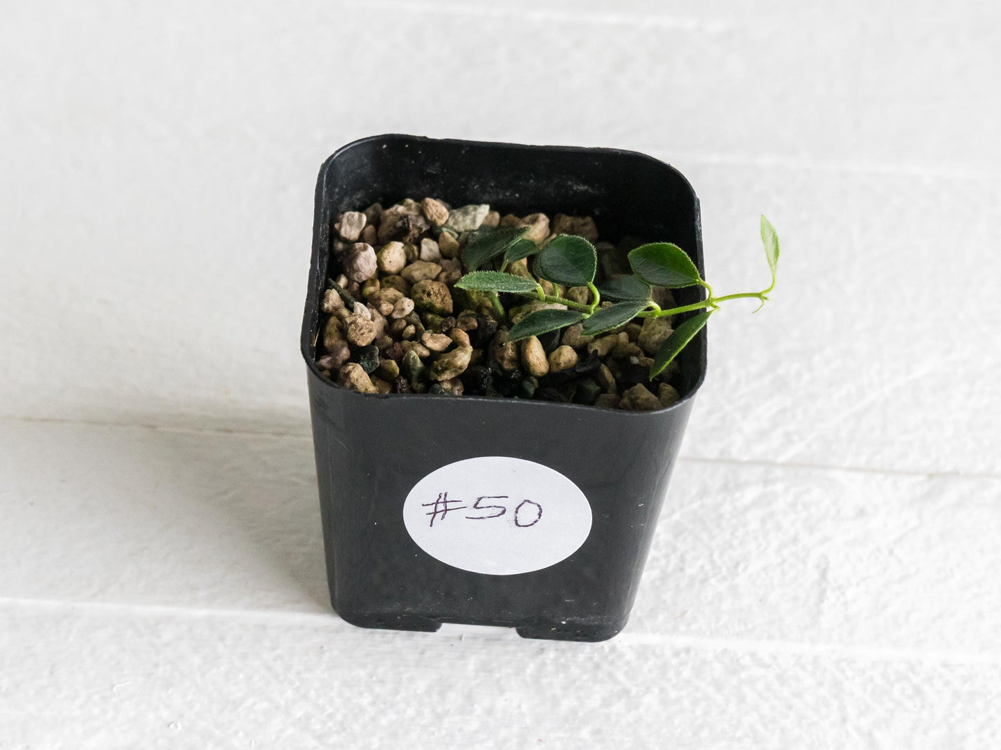 Hoya papua (PNG IM-08) | 2-Inch