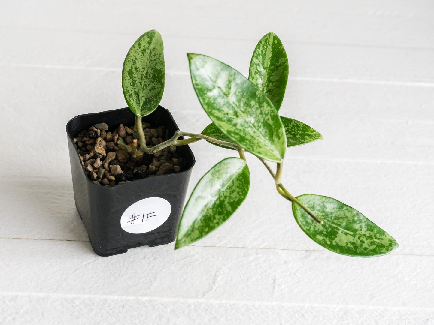 Hoya 'Rime' (Splash) | 2-Inch