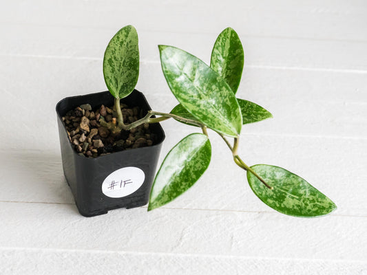 Hoya 'Rime' (Splash) | 2-Inch