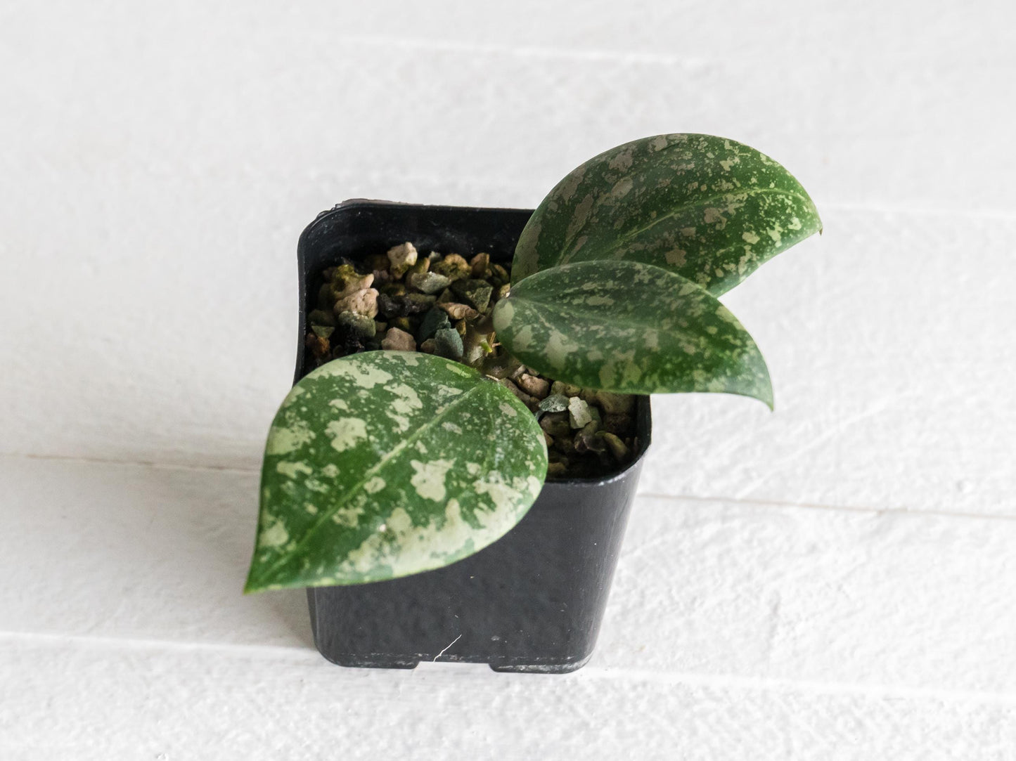 Hoya 'Wibergiae Round Leaf' (DMW-001-C) [verticillata (ex. wibergiea) x unknown] | 2-Inch