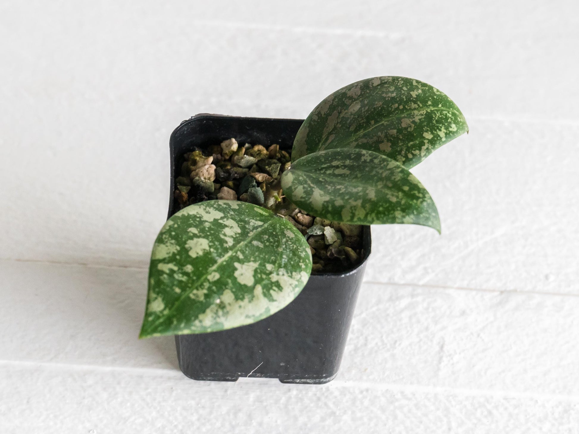 Hoya 'Wibergiae Round Leaf' (DMW-001-C) [verticillata (ex. wibergiea) x unknown] | 2-Inch