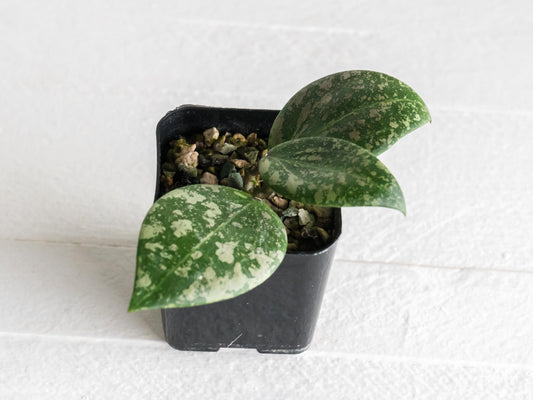 Hoya 'Wibergiae Round Leaf' (DMW-001-C) [verticillata (ex. wibergiea) x unknown] | 2-Inch