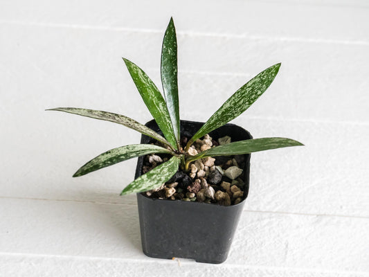 Hoya verticillata (Tanggamus Bamboo Silver) | 2-Inch