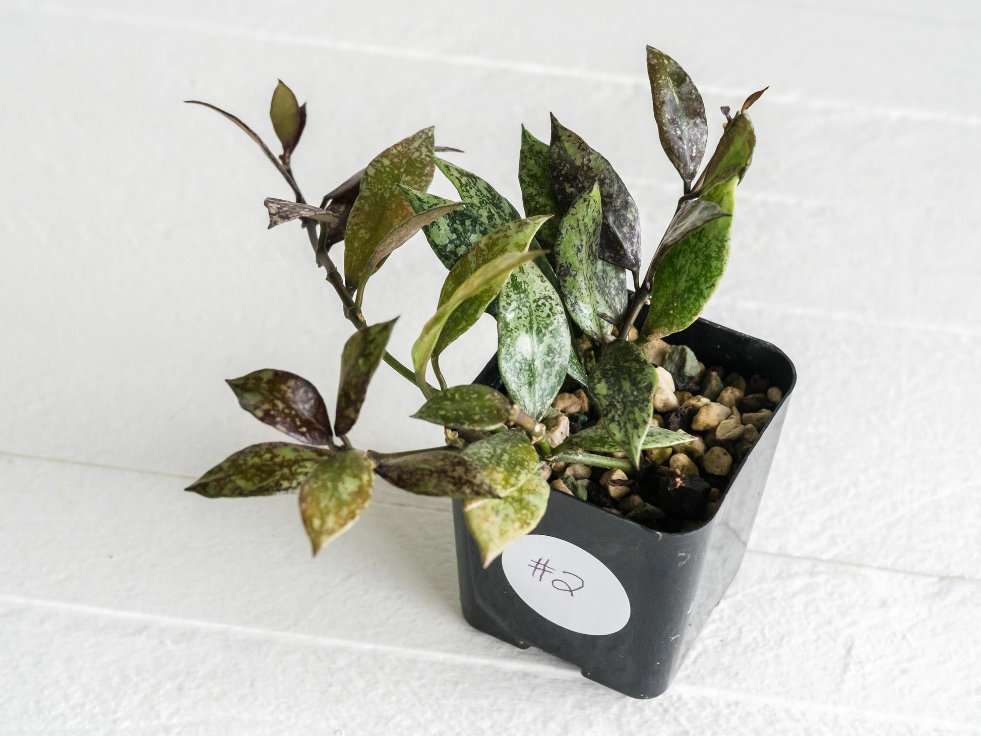 Hoya lacunosa ‘Royal Flush’ | 2-Inch