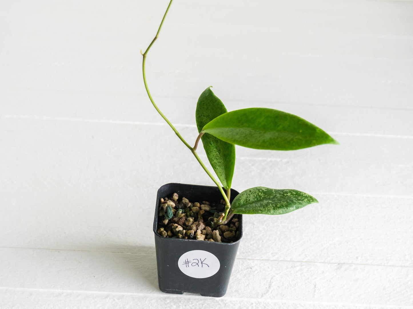 Hoya 'Jita Silver' | 2-Inch