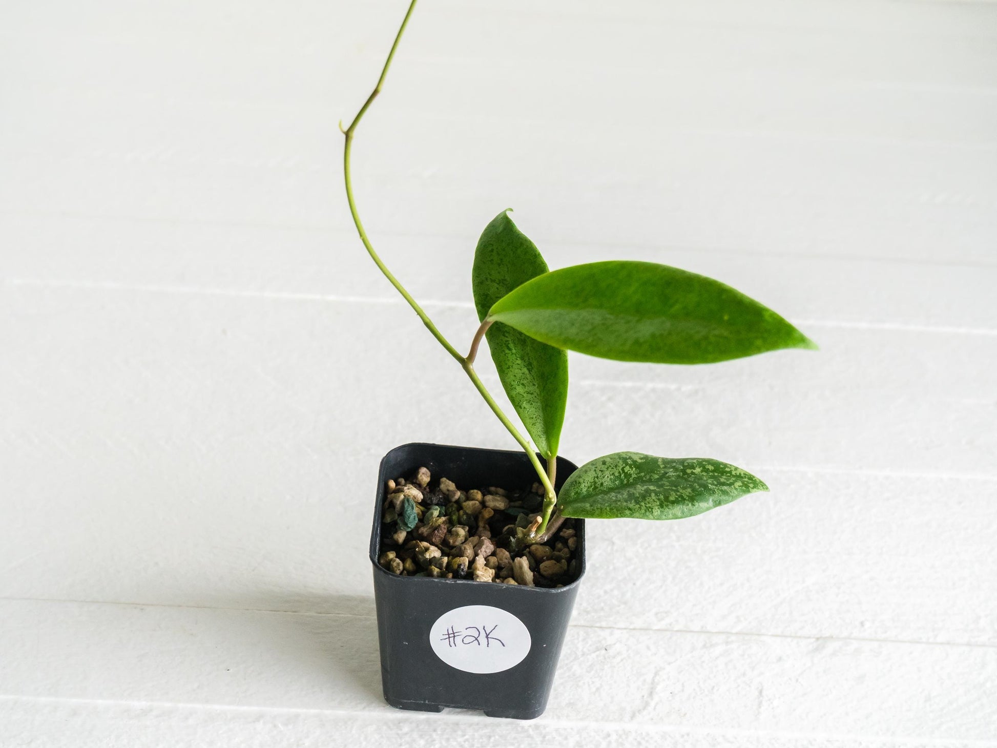 Hoya 'Jita Silver' | 2-Inch