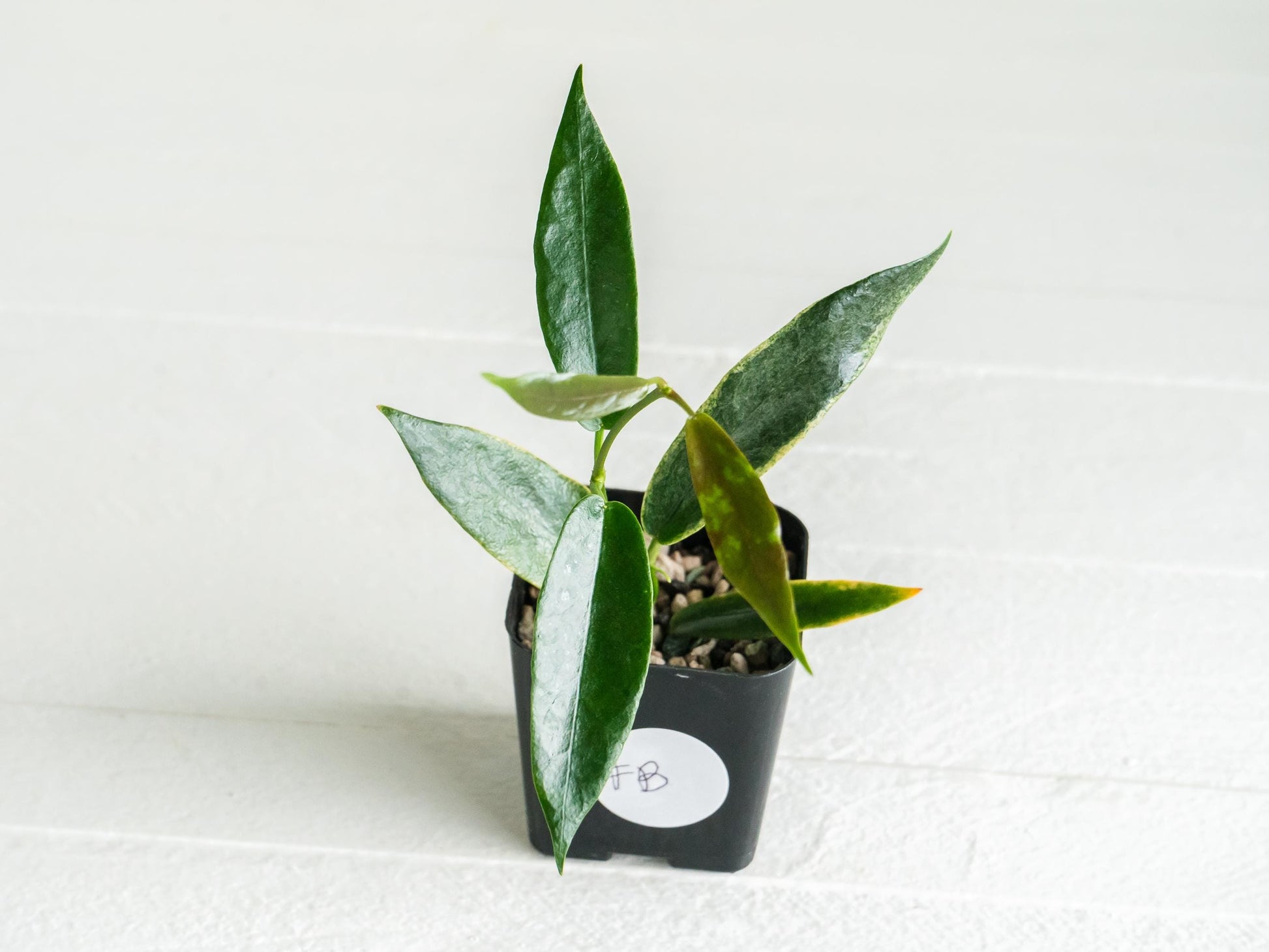 Hoya archboldiana (Albo - Outer Variegated) | 2-Inch