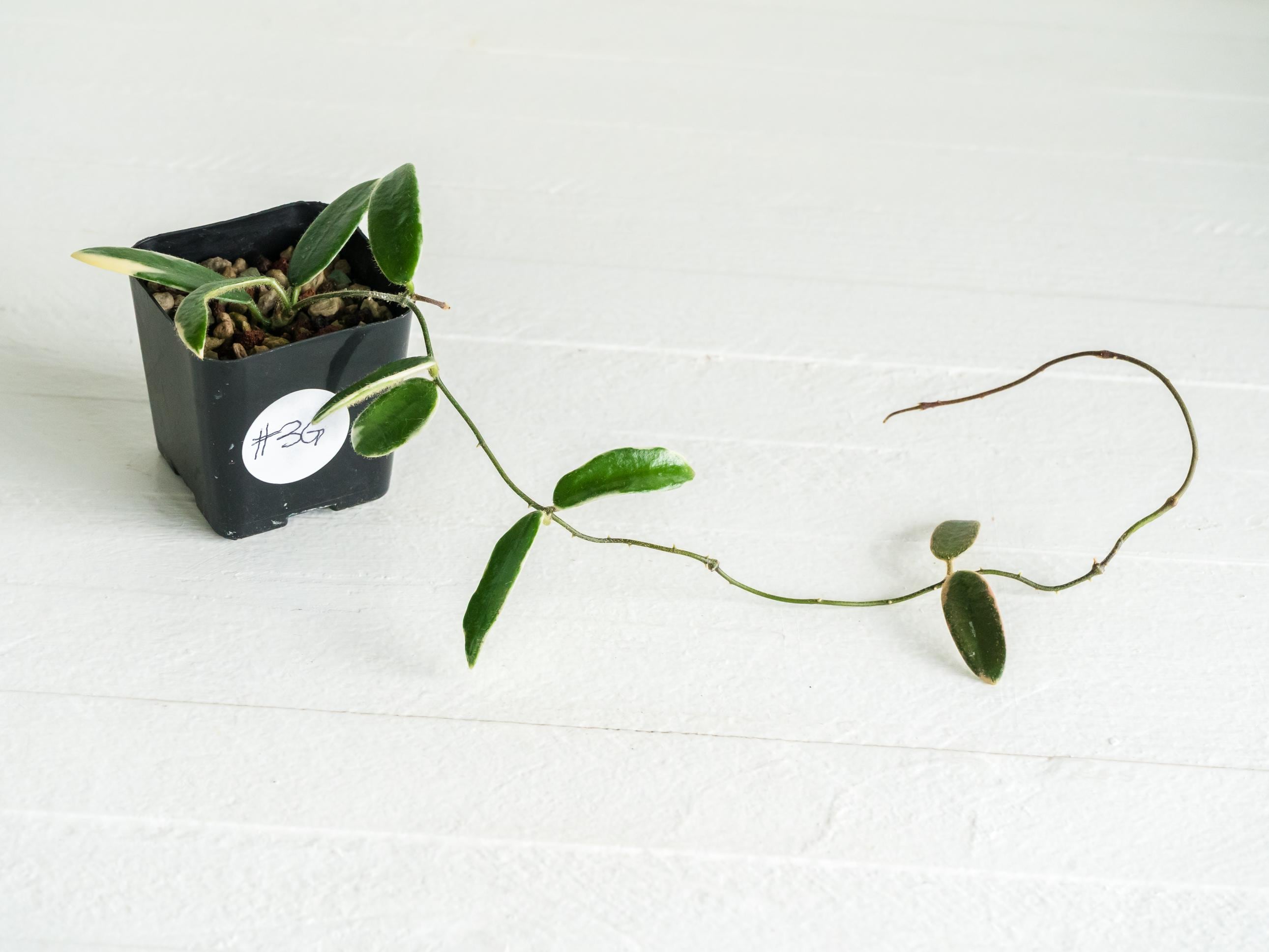 Hoya lyi 'Prism' (Pink Flower) | 2-Inch – Hoya Treasures