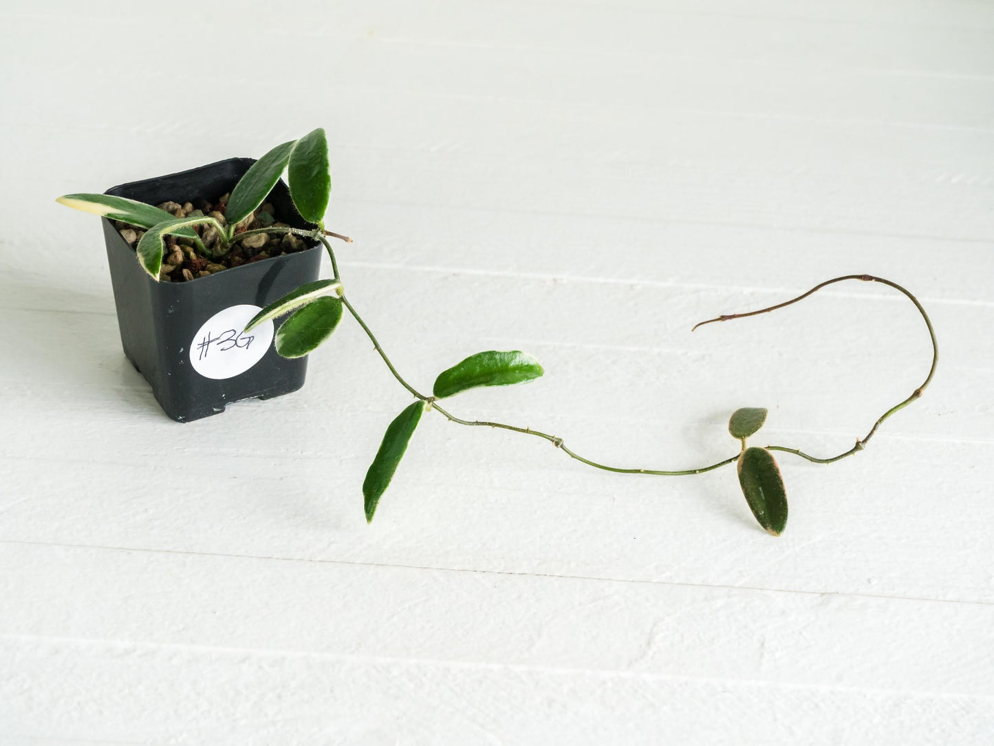 Hoya lyi 'Prism' (Pink Flower) | 2-Inch