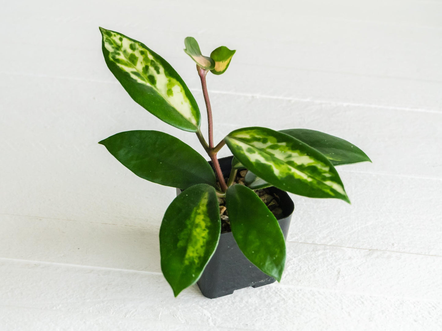 Hoya carnosa 'Madara Green Edge' | 2-Inch