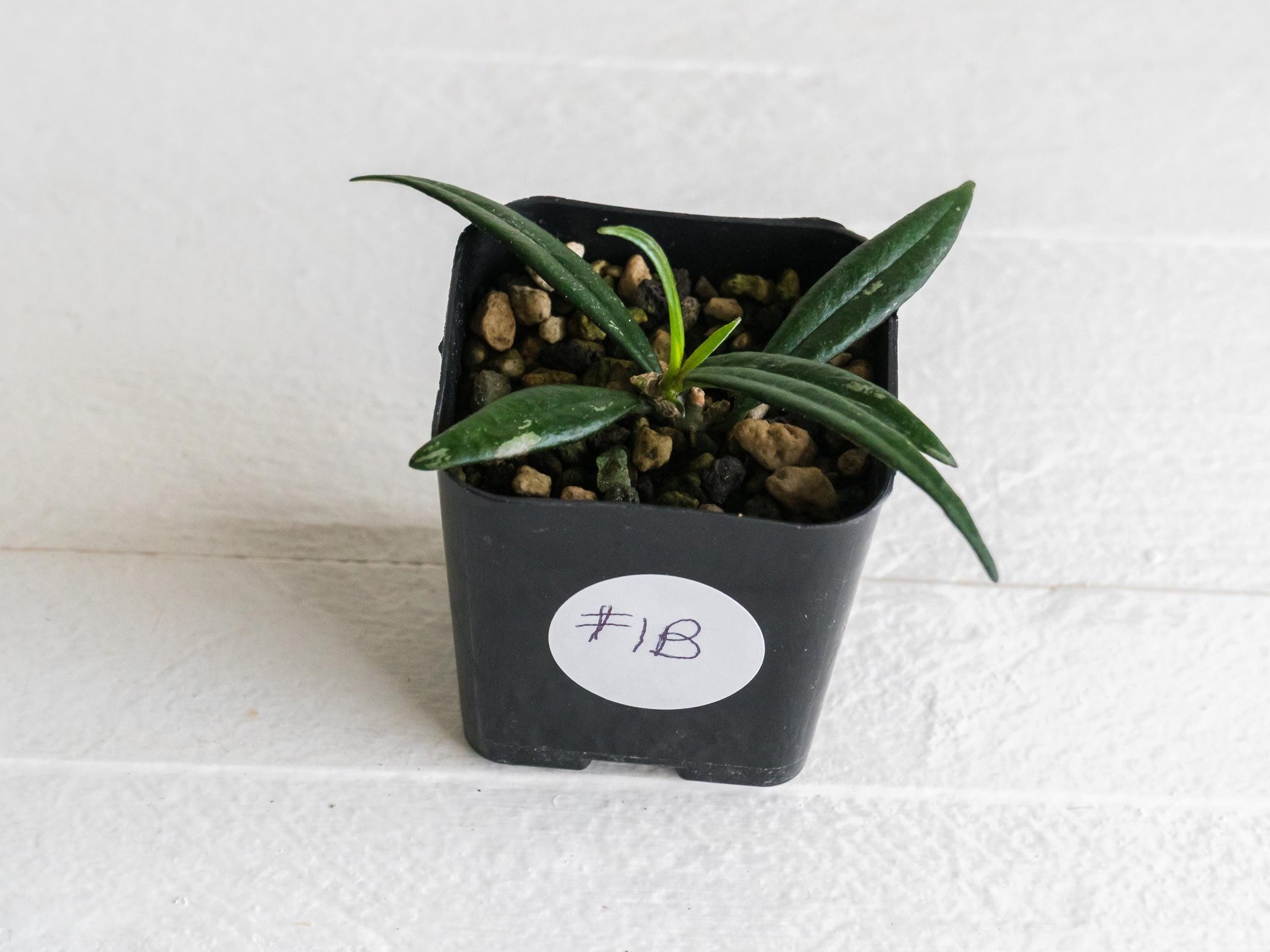 Hoya pauciflora | 2-Inch