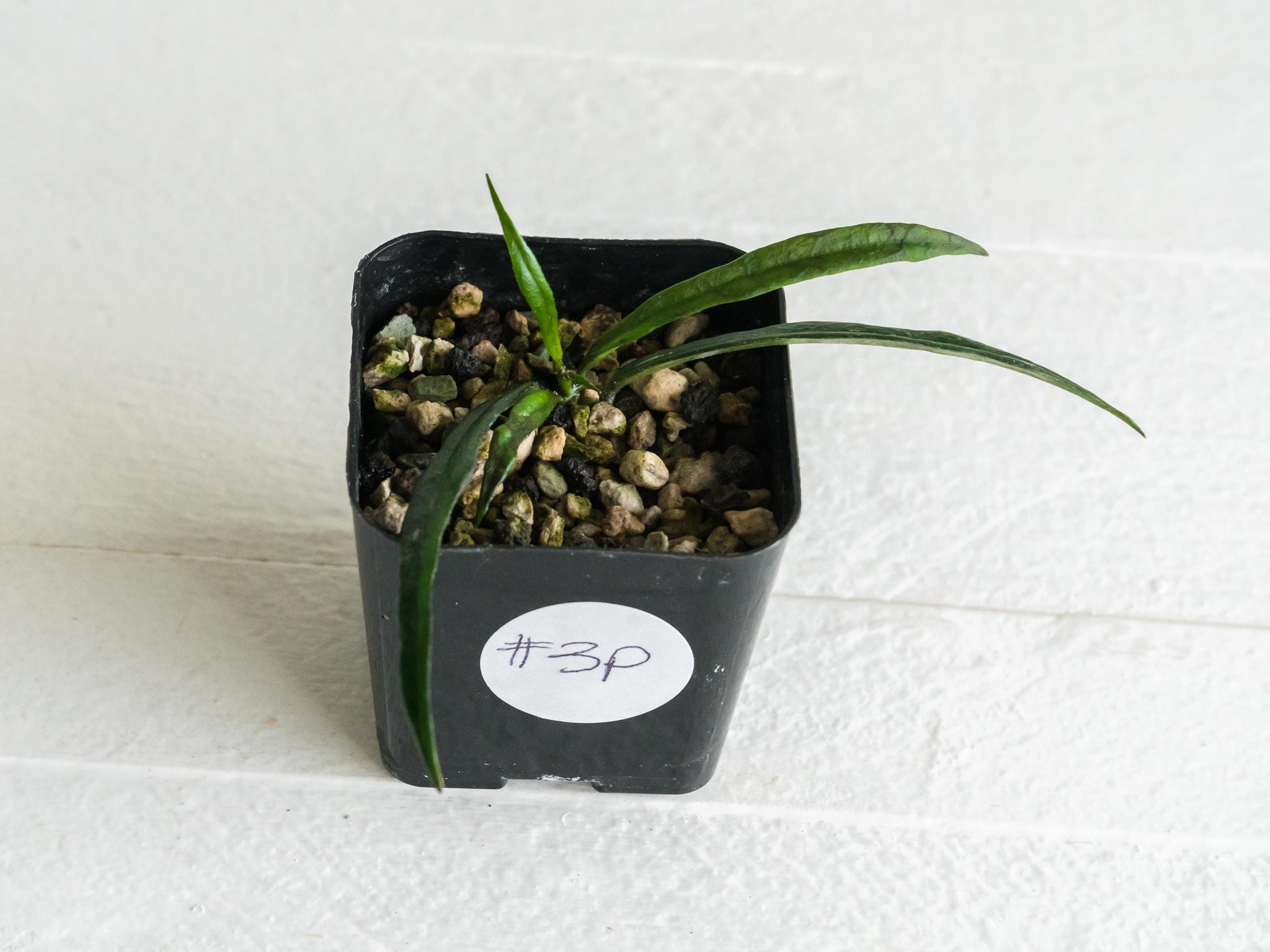 Hoya pauciflora | 2-Inch