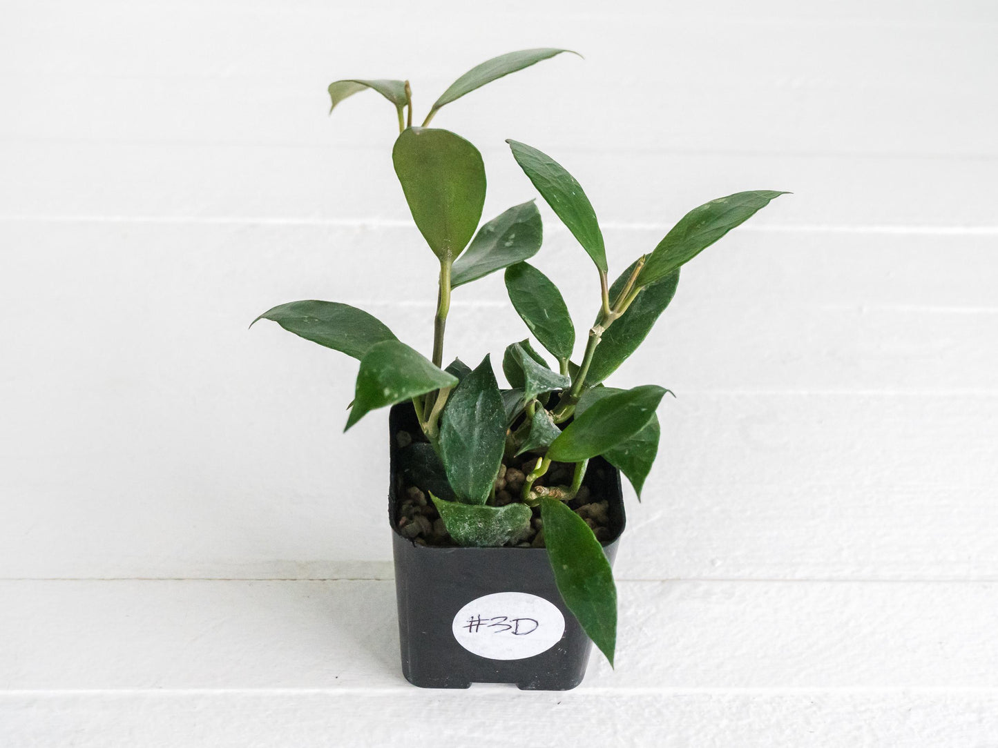 Hoya 'Rebecca' | 2-Inch