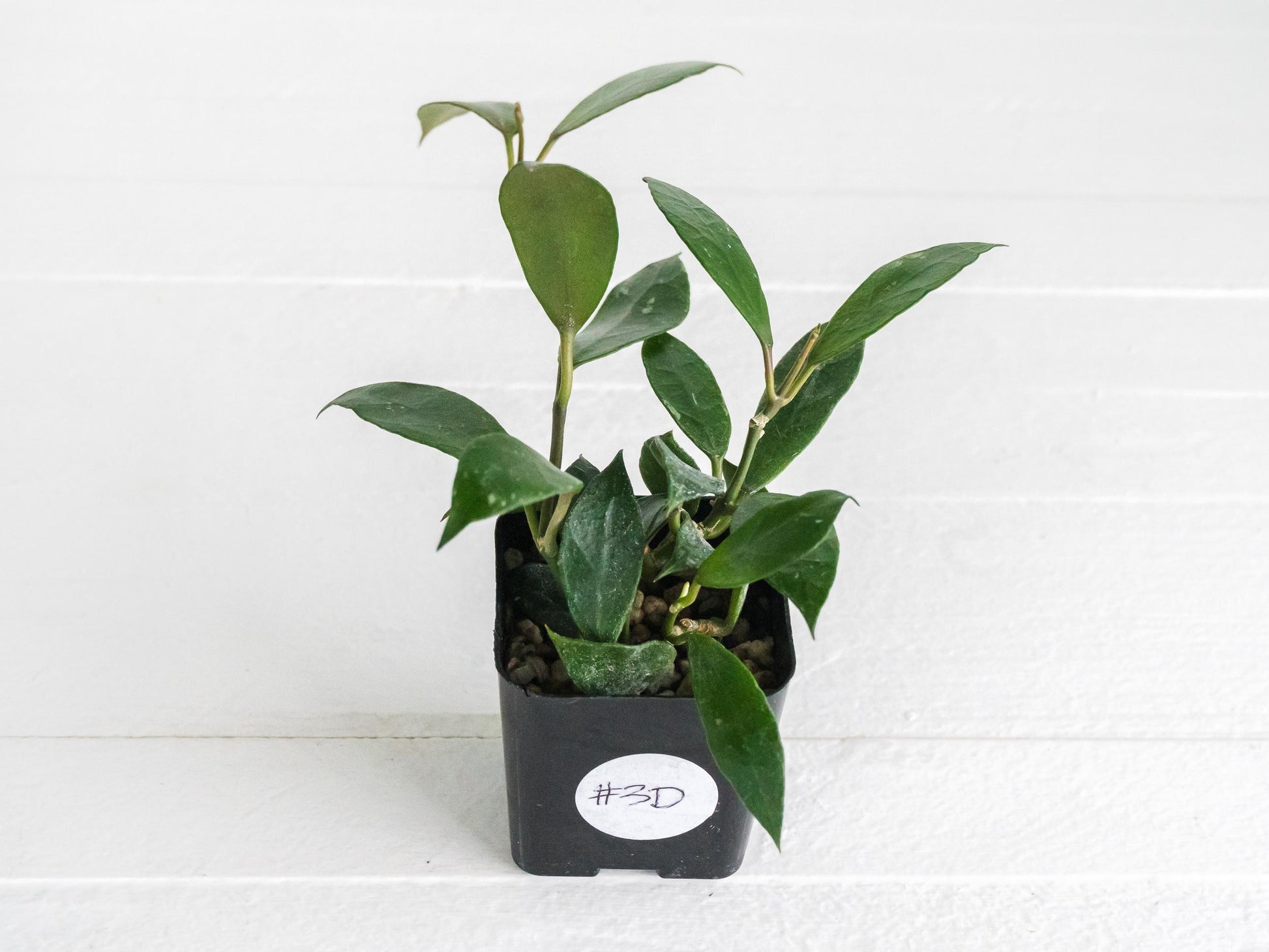 Hoya 'Rebecca' | 2-Inch