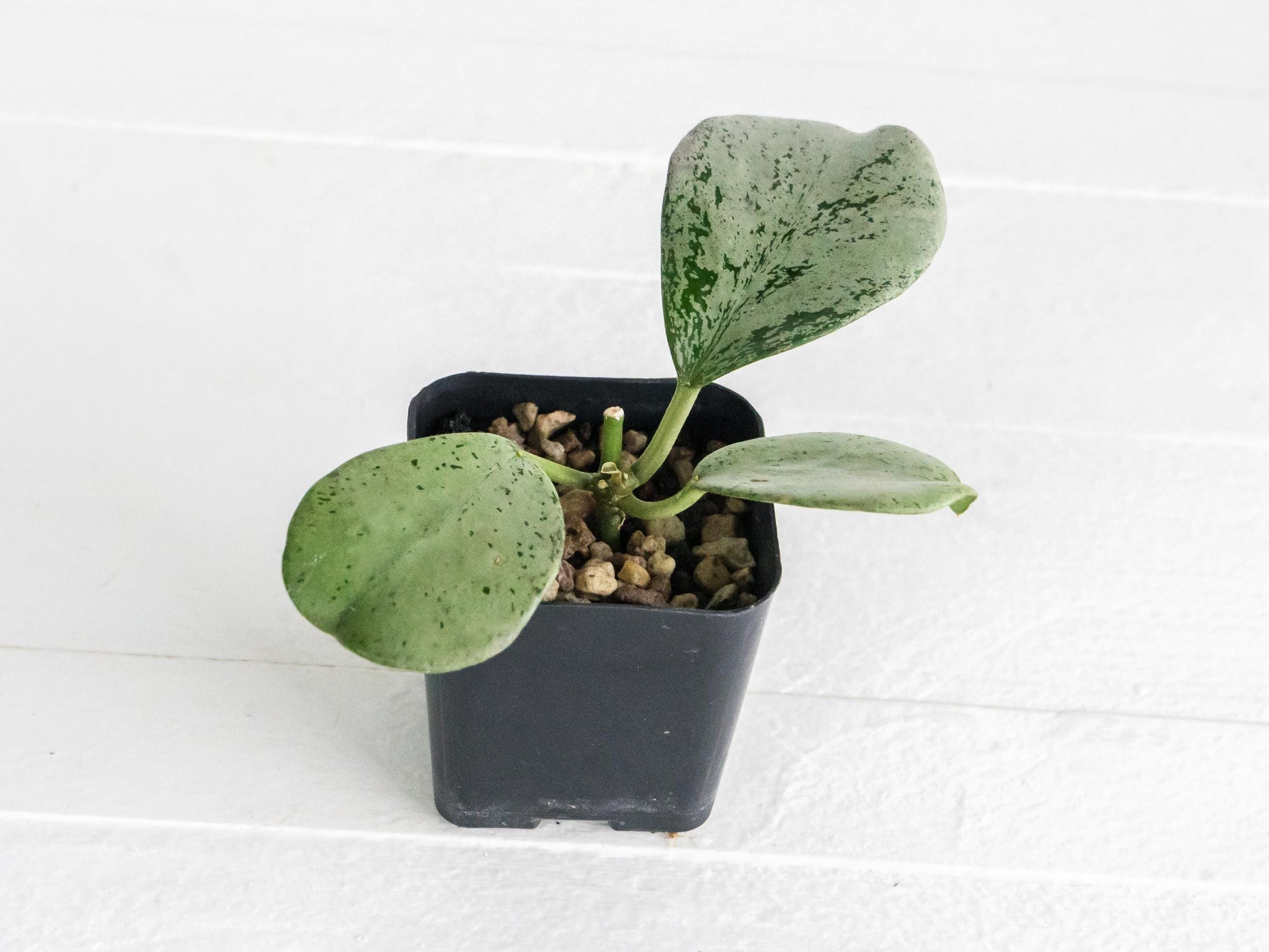 Hoya chiang dao (Silver) | 2-Inch