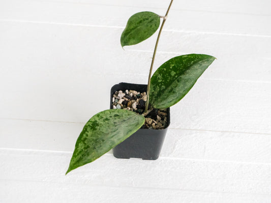 Hoya EX-01 (Silver) | 2-Inch