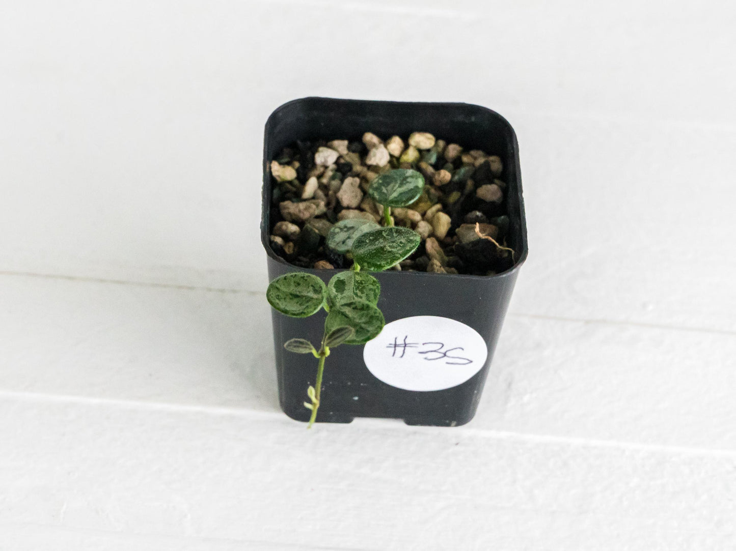 Hoya serpens (Splash) | 2-Inch