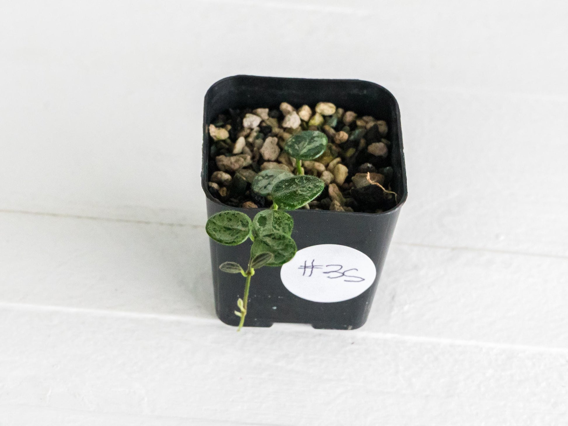 Hoya serpens (Splash) | 2-Inch