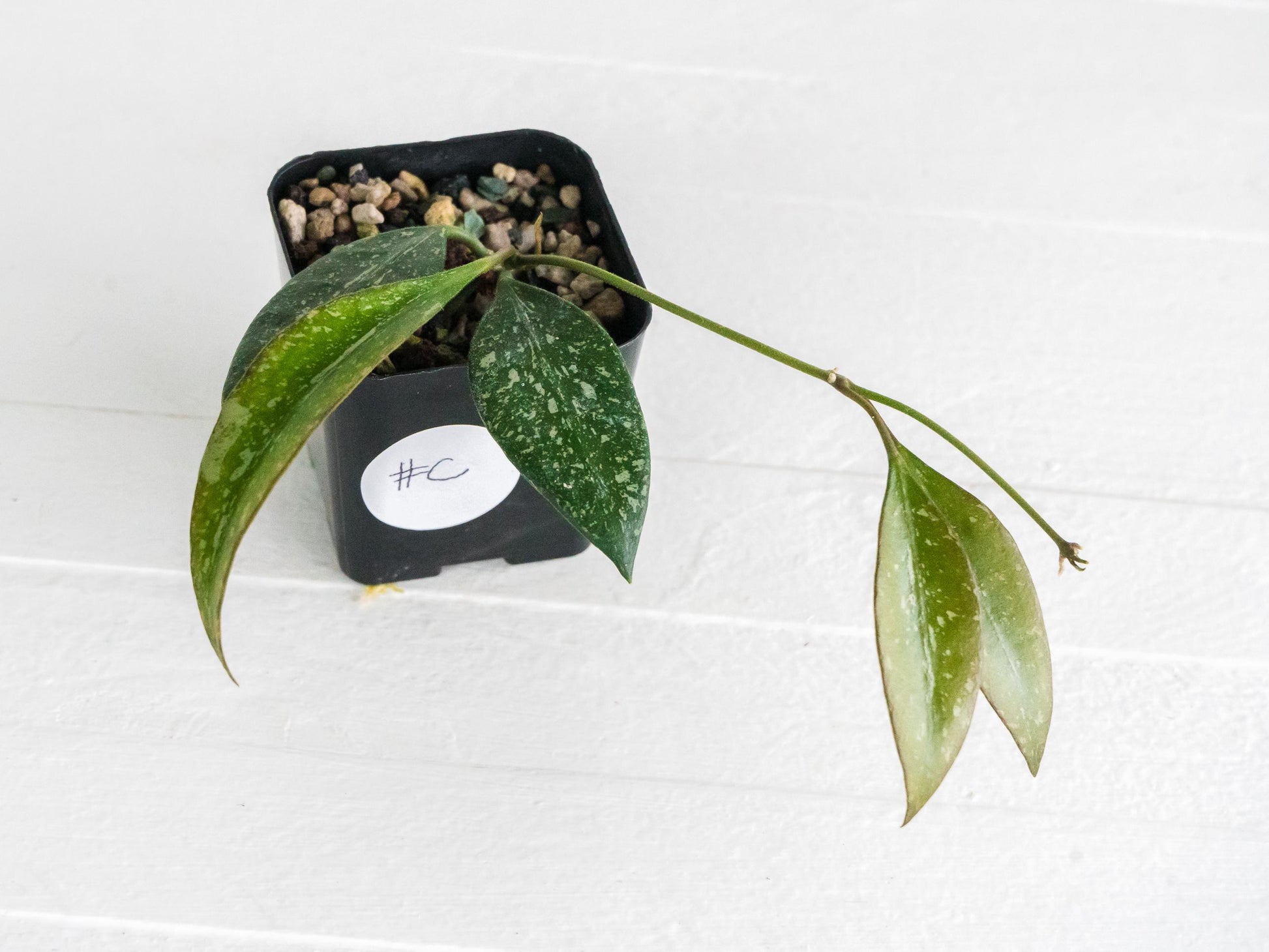 Hoya ‘Rosita’ (Splash) | 2-Inch