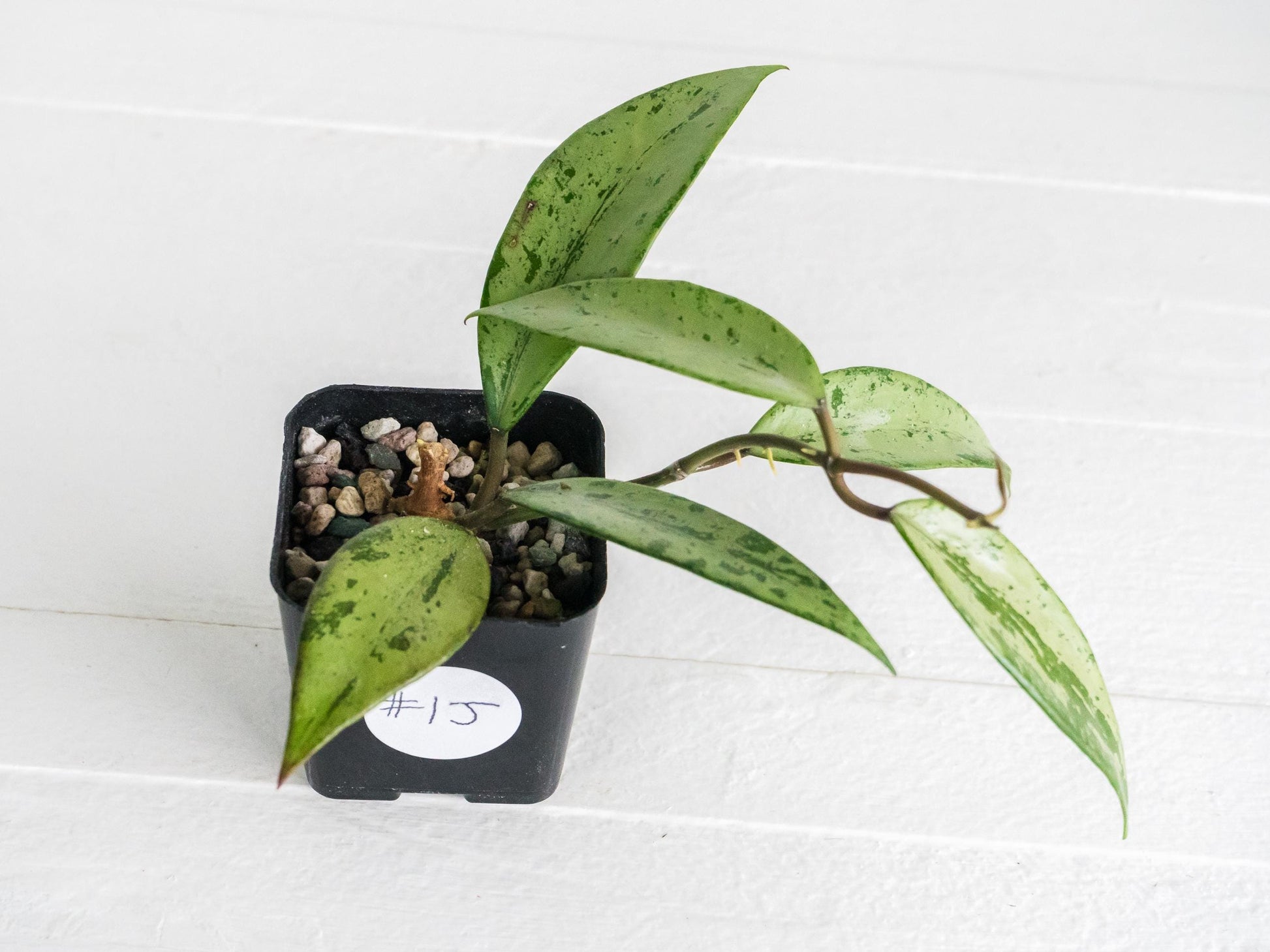 Hoya 'Snow Cui' (Silver) | 2-Inch