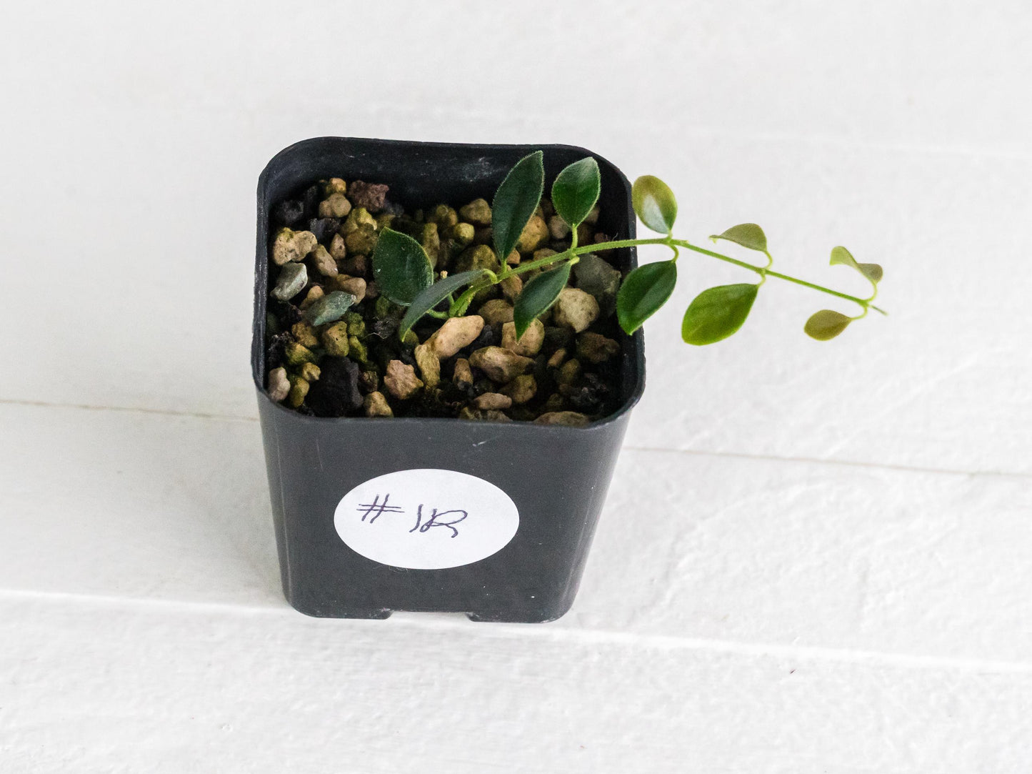 Hoya papua (PNG IM-08) | 2-Inch