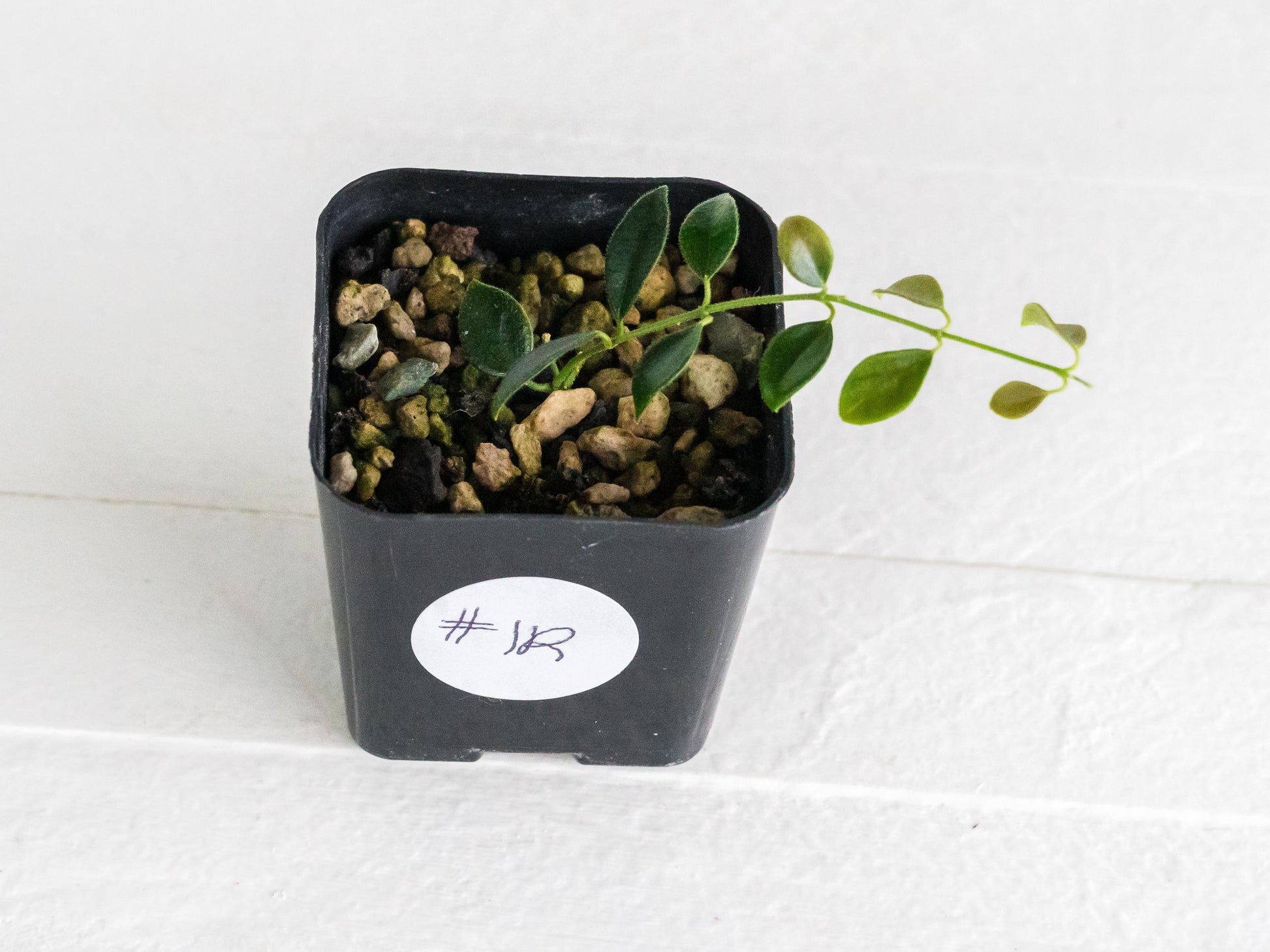 Hoya papua (PNG IM-08) | 2-Inch