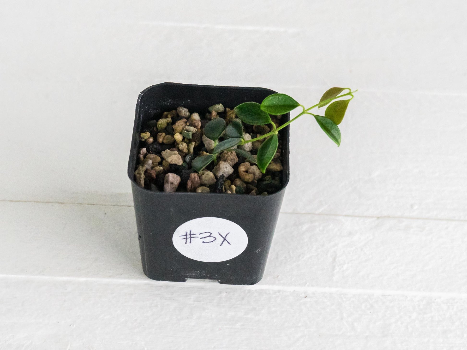 Hoya papua (PNG IM-08) | 2-Inch