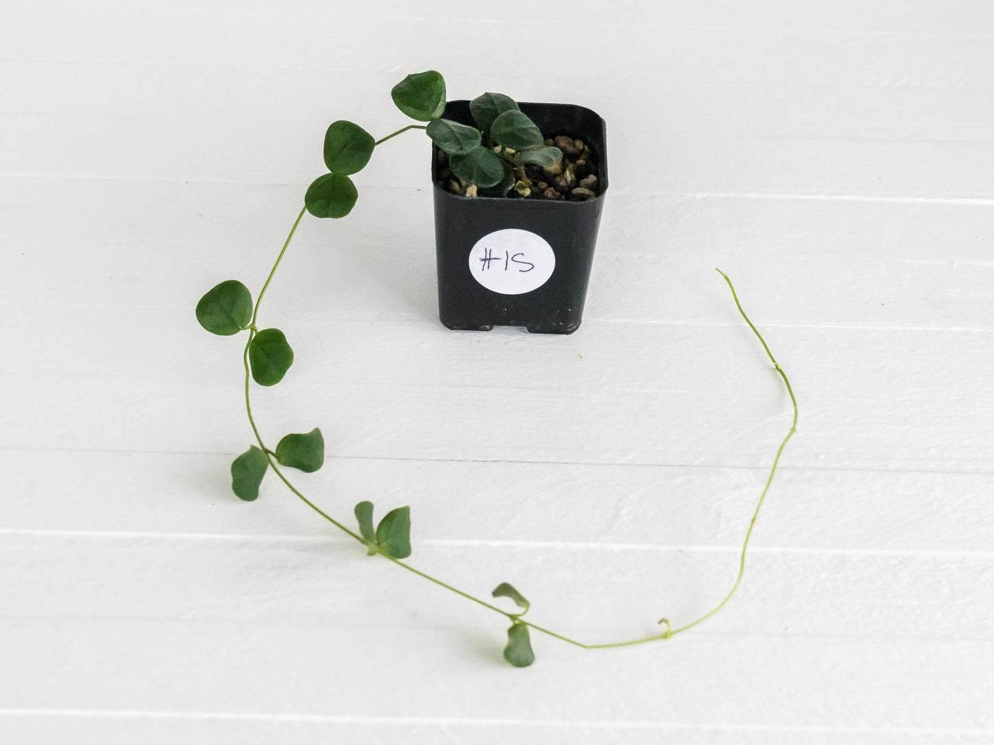 Hoya obcordata | 2-Inch