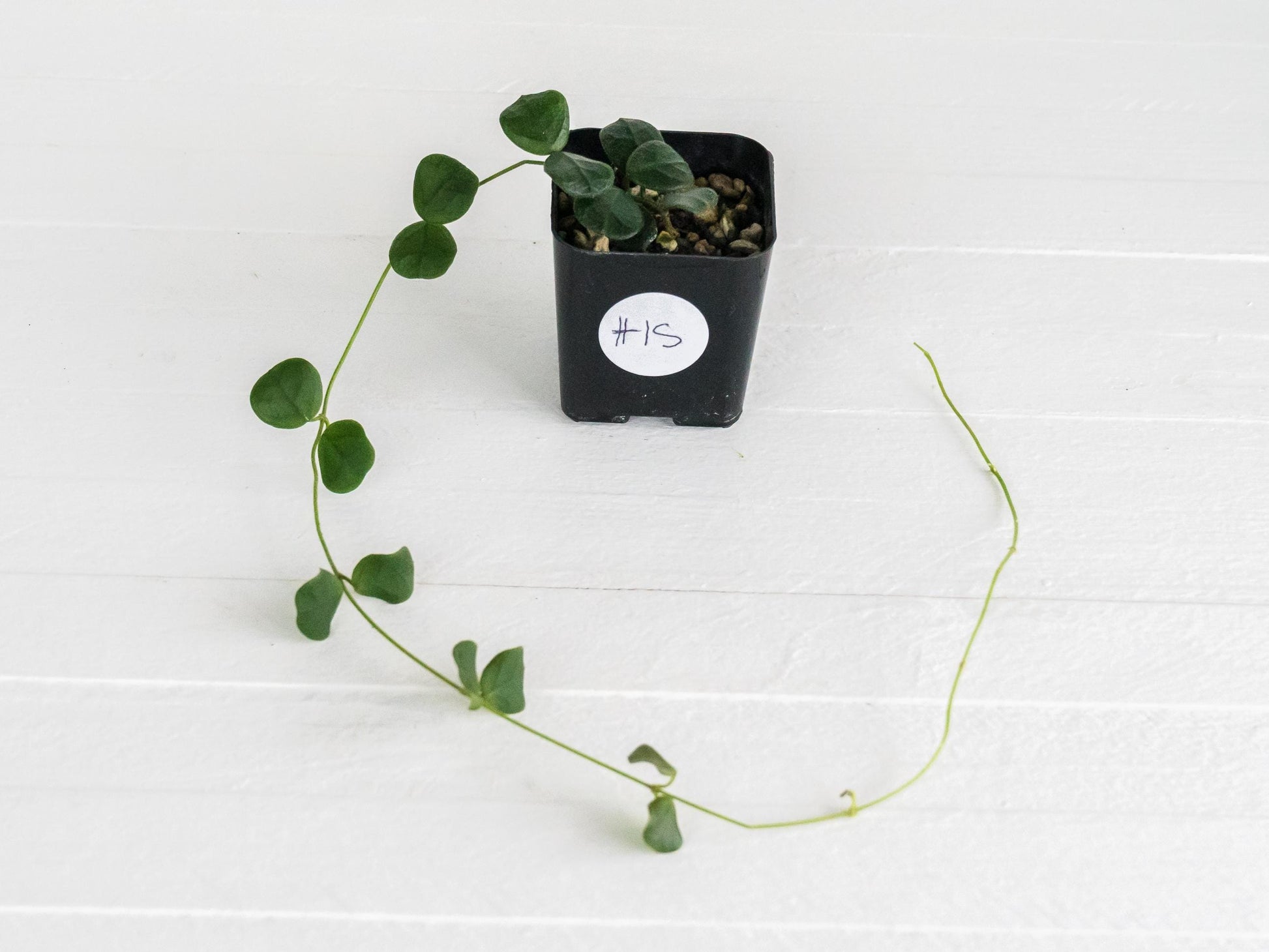 Hoya obcordata | 2-Inch