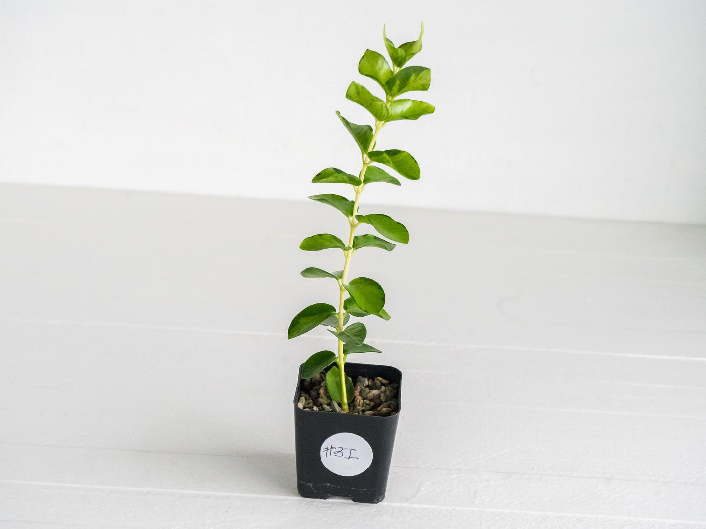 Hoya cumingiana (Inner Variegated) | 2-Inch