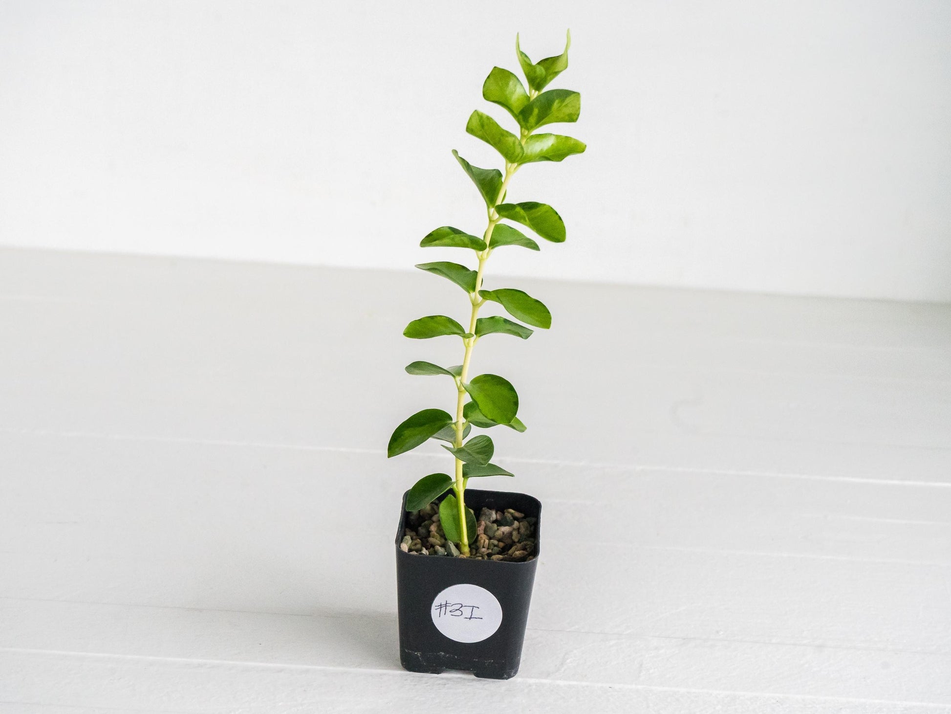 Hoya cumingiana (Inner Variegated) | 2-Inch