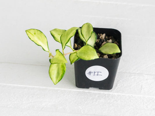 Hoya heuschkeliana (Inner Variegated)| 2-Inch