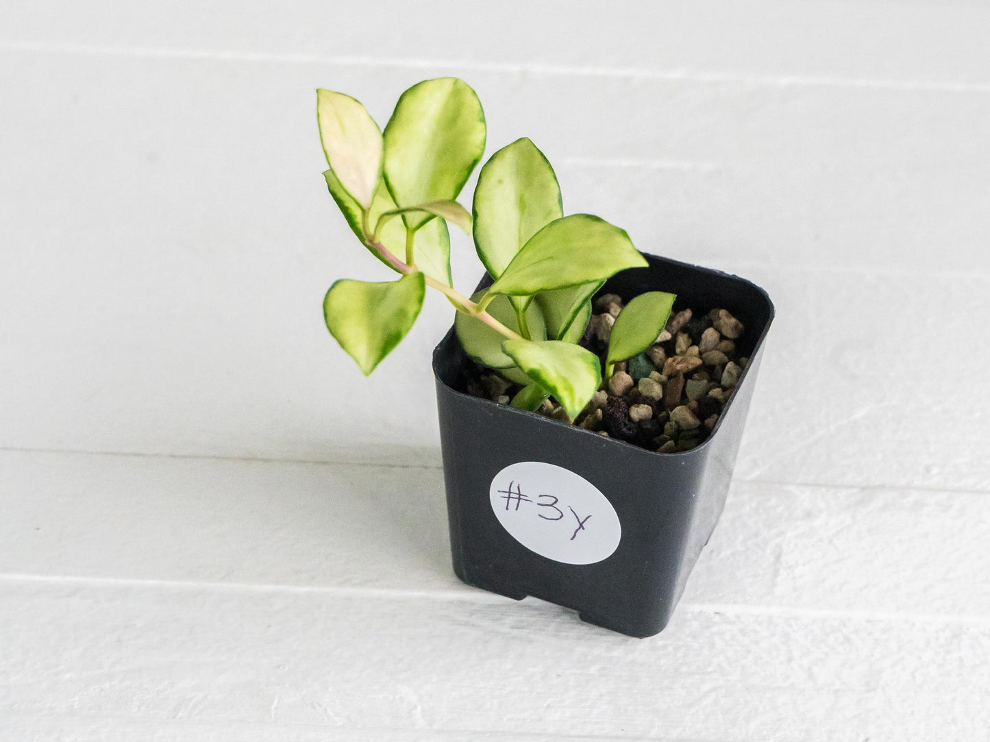 Hoya heuschkeliana (Inner Variegated)| 2-Inch