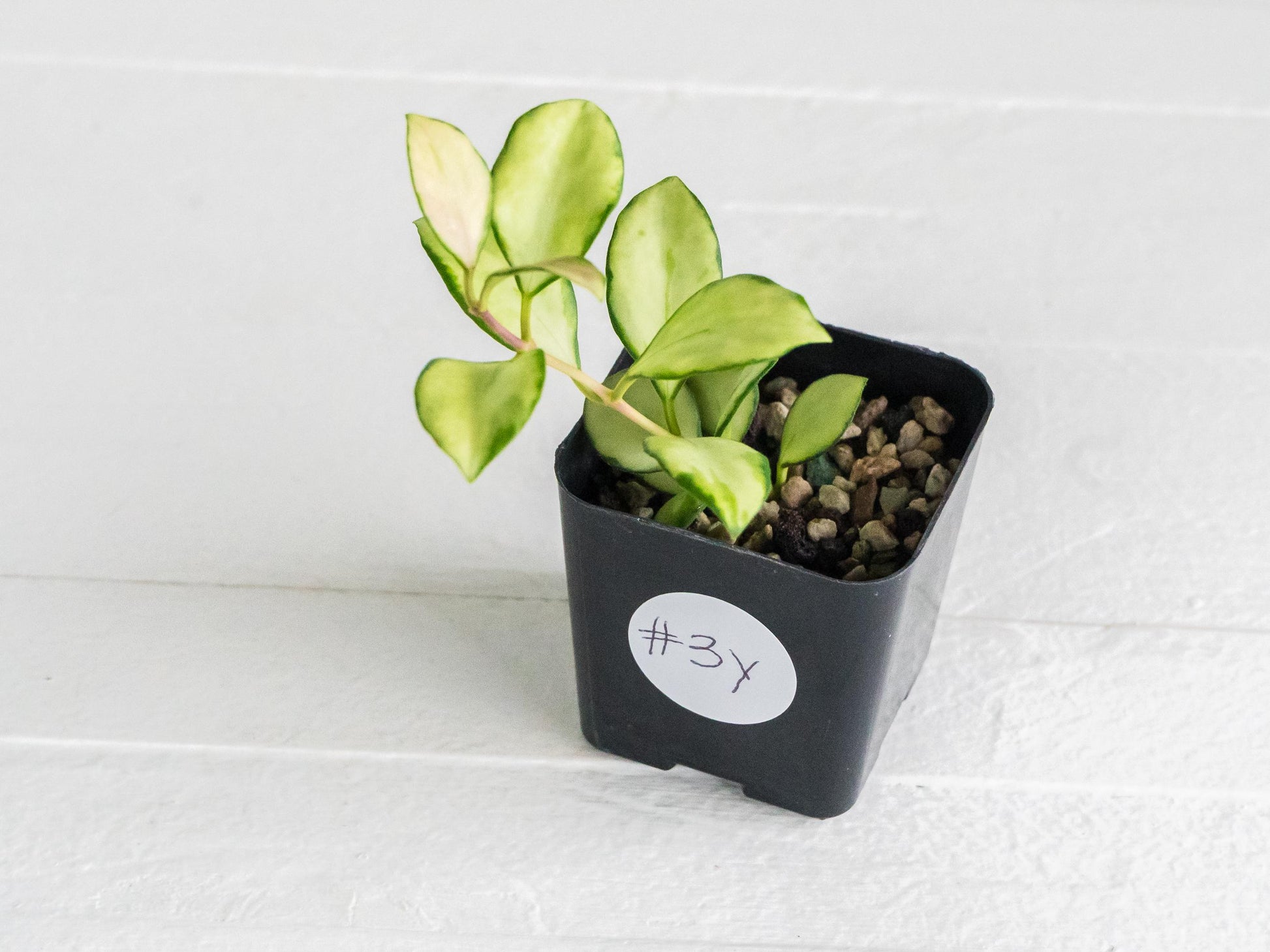 Hoya heuschkeliana (Inner Variegated)| 2-Inch