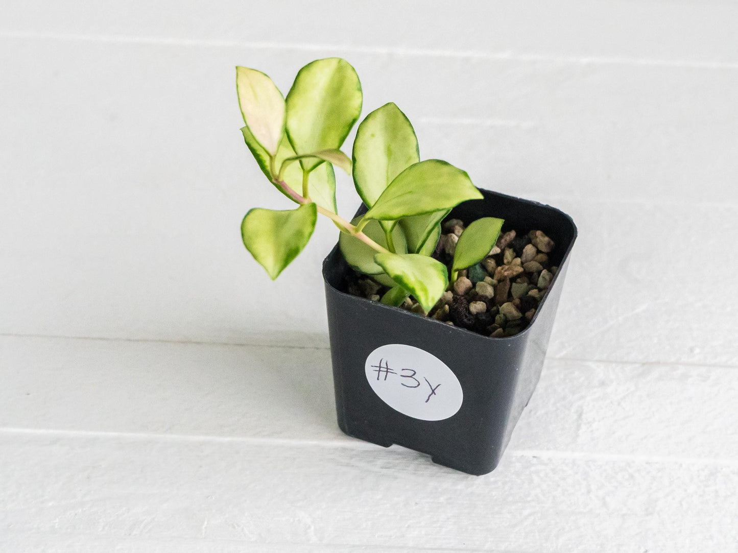 Hoya heuschkeliana (Inner Variegated)| 2-Inch