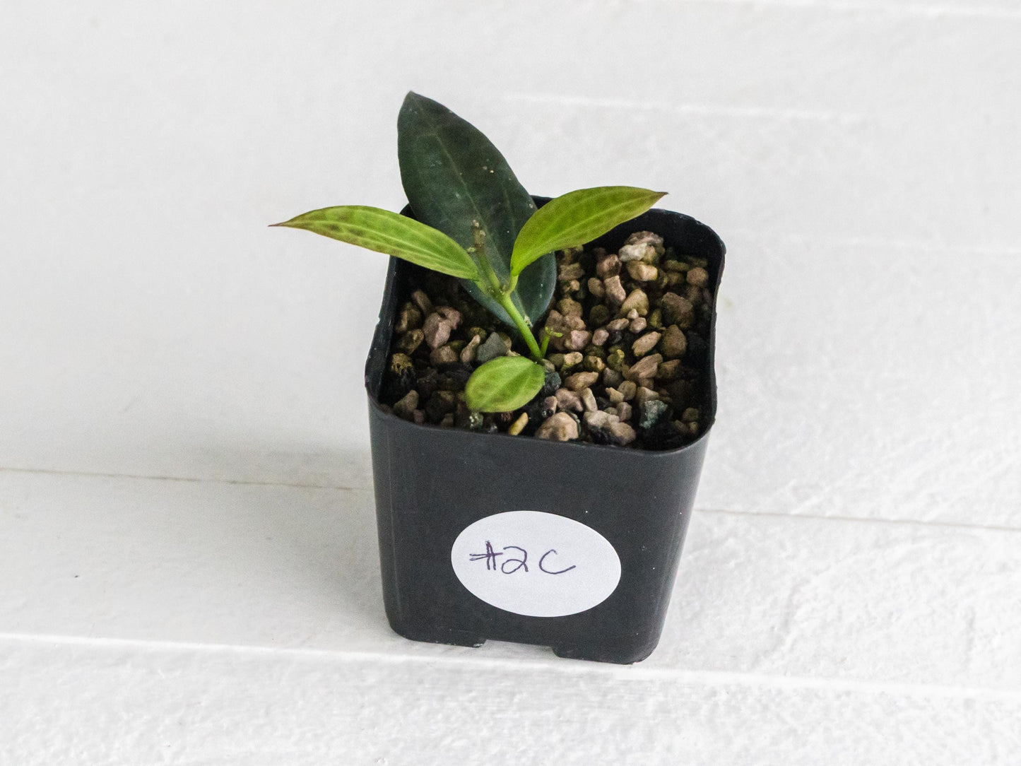 Hoya microdwarf (NS12-323) | 2-Inch