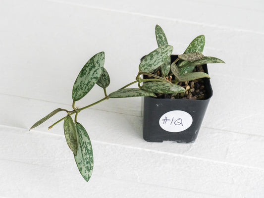 Hoya sigillatis 'Round Leaf' aka sigillatis (Silver) AH001 | 2-Inch