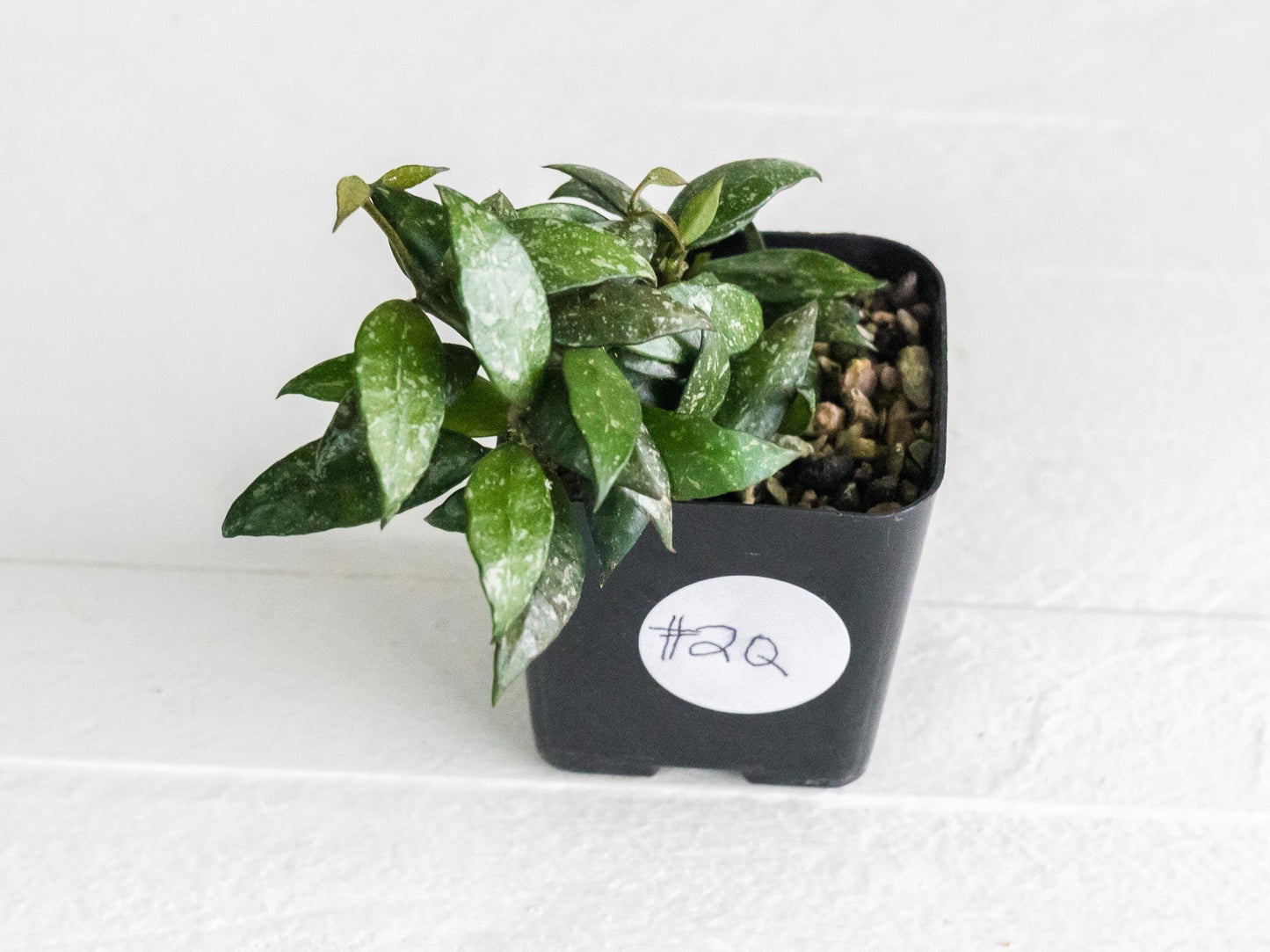 Hoya lacunosa 'Perangin Durian' IML-1896 | 2-Inch