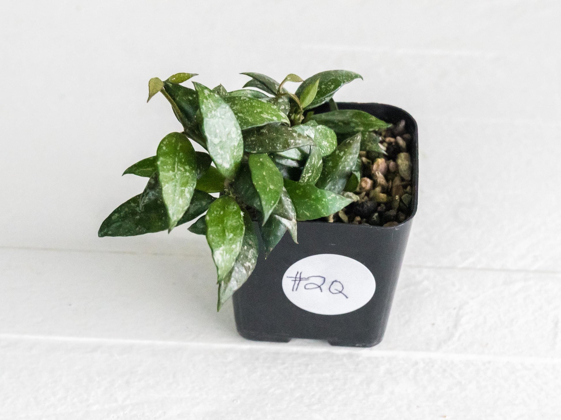 Hoya lacunosa 'Perangin Durian' IML-1896 | 2-Inch