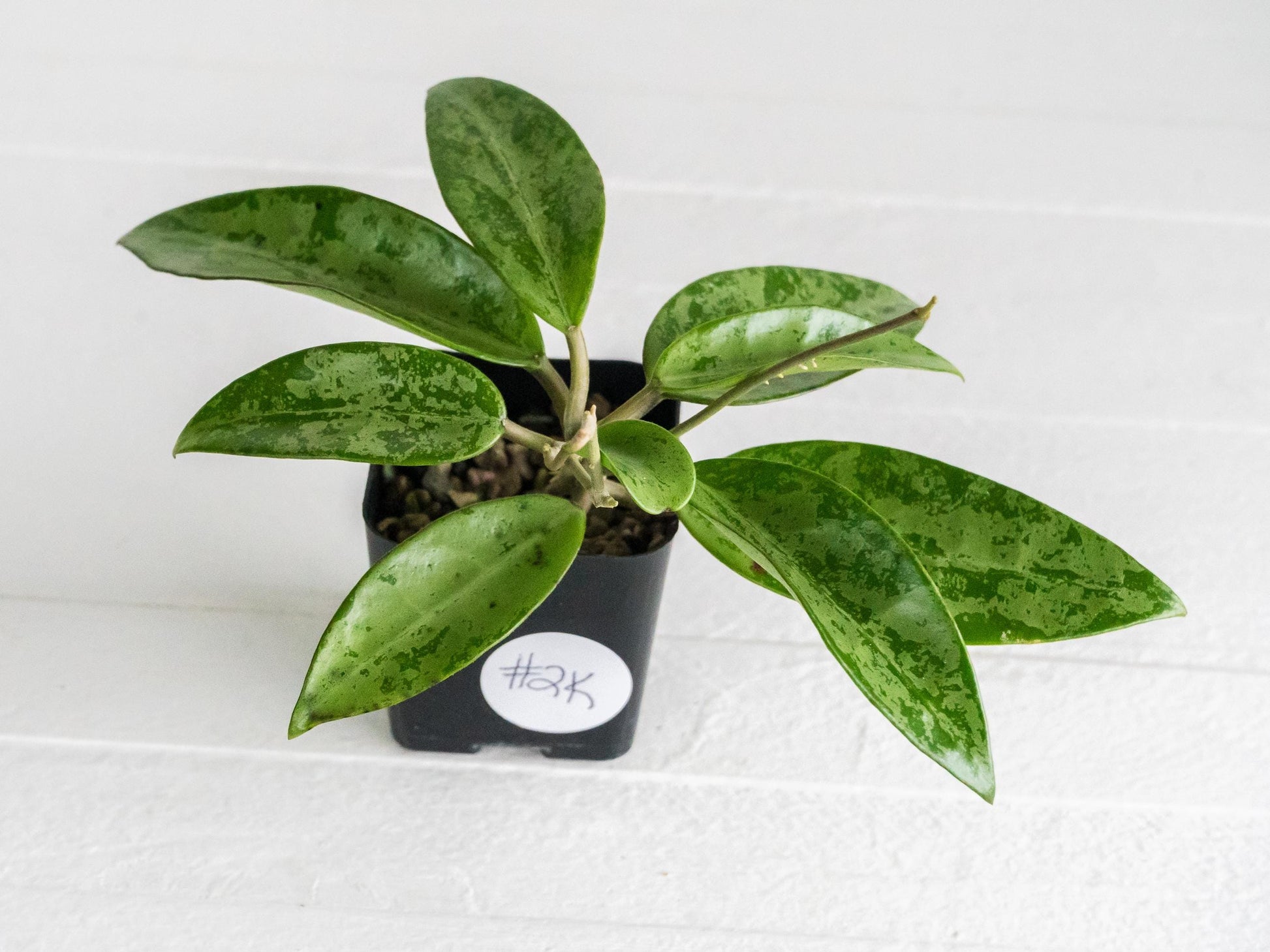 Hoya 'Rime' (Splash) | 2-Inch