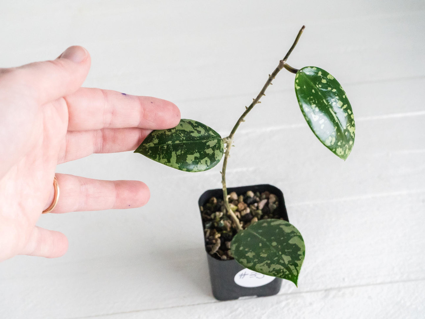 Hoya verticillata (EPC-997) | 2-Inch