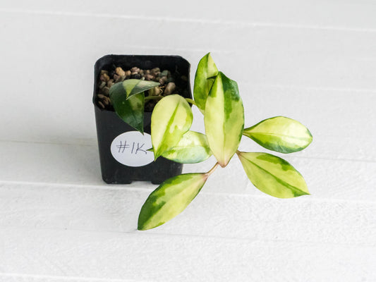 Hoya walliniana (Inner Variegated) | 2-Inch