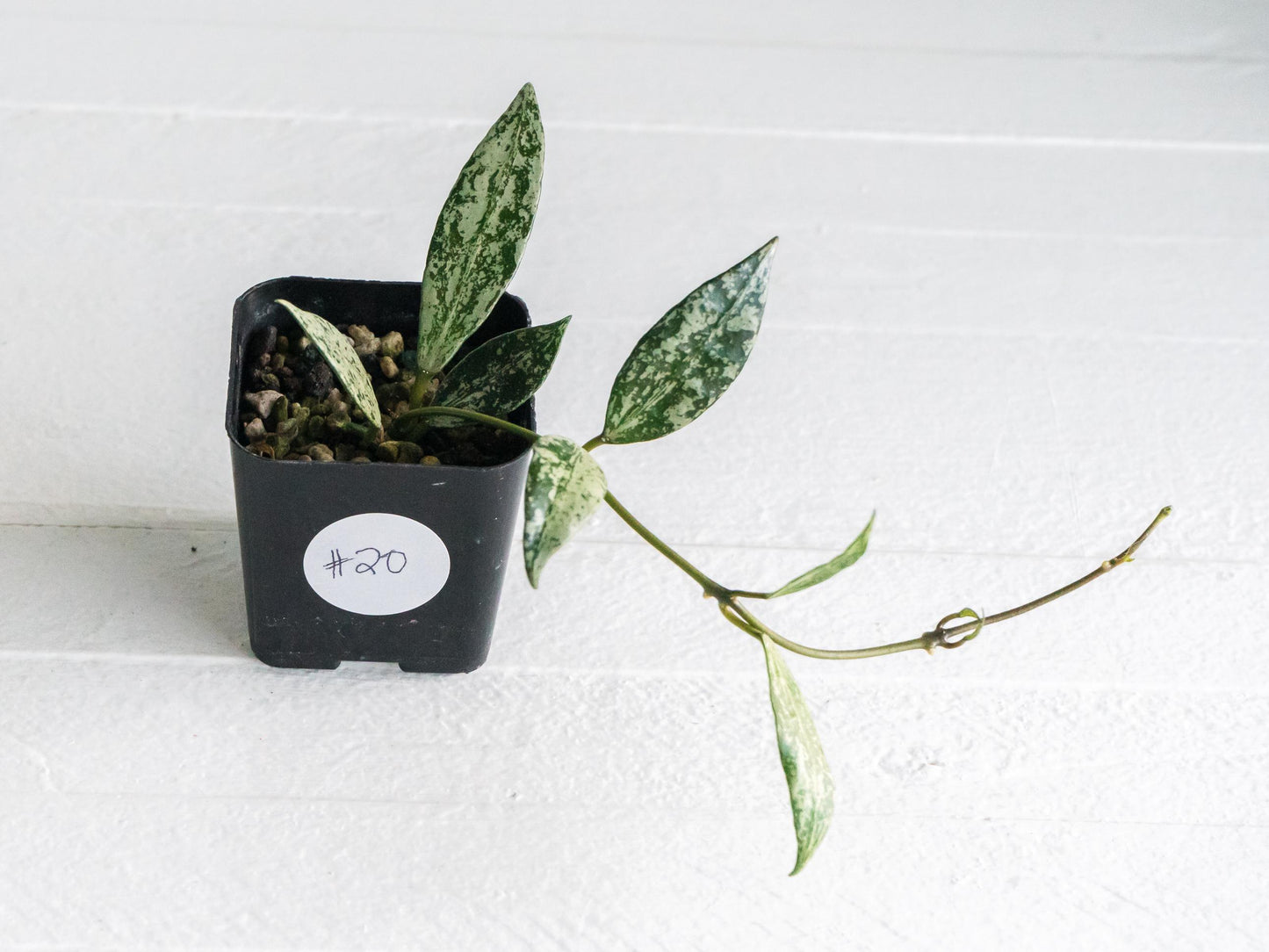 Hoya lacunosa 'Silver Lime' | 2-Inch