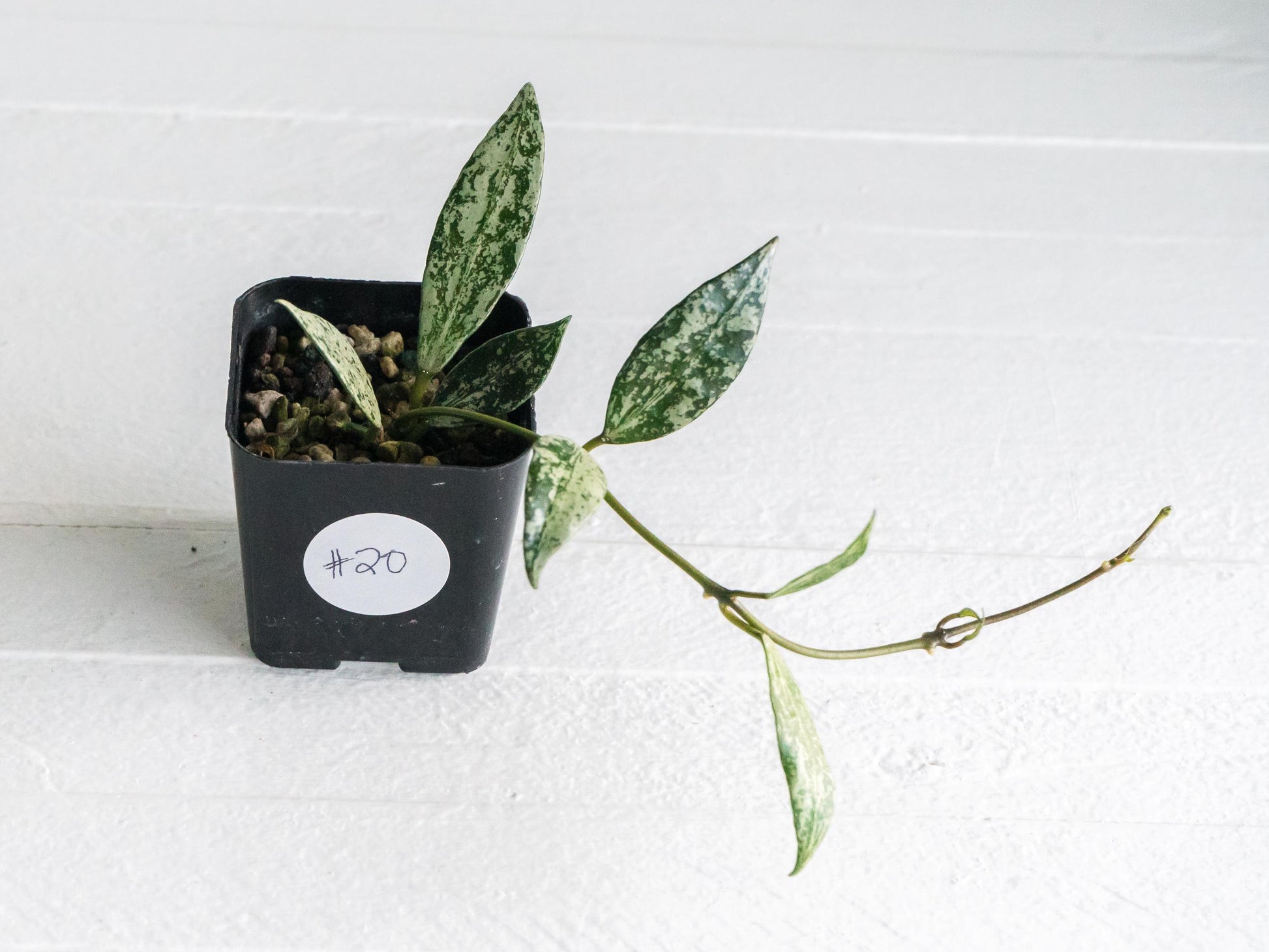 Hoya lacunosa 'Silver Lime' | 2-Inch